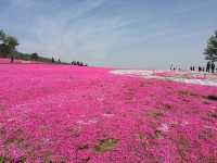 Lost in a Sea of Blossoms: Zhenjiang Shi