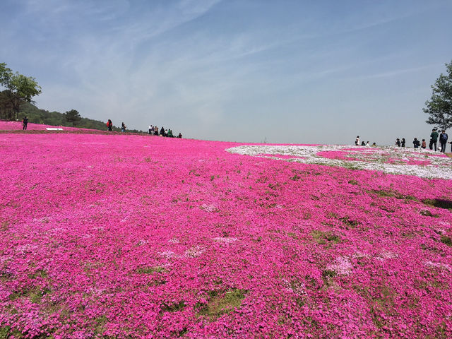 Lost in a Sea of Blossoms: Zhenjiang Shi