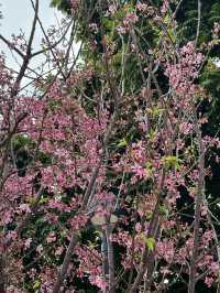 天水圍公園的櫻花盛宴 🌸