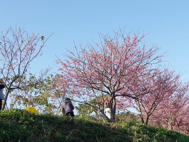 關西櫻花祕境櫻花美景