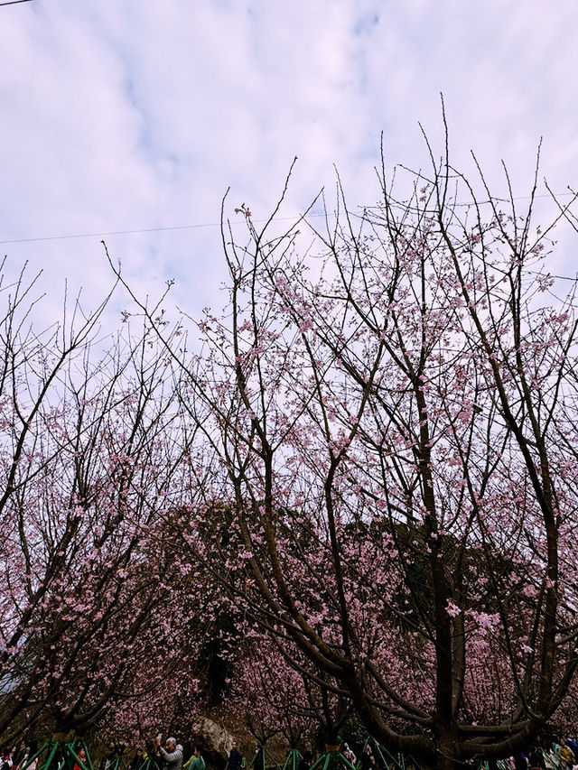 🌸 東涌櫻花園：必去的粉紅夢幻之地 🌸
