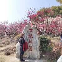 The Beauty of Plum blossoms in March on Century Park Shanghai 世紀公園