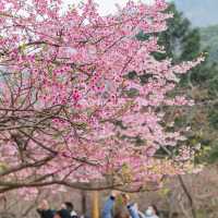 復興公園：在“櫻花盛開的日子裡，心情也跟著綻放” 🌸😊