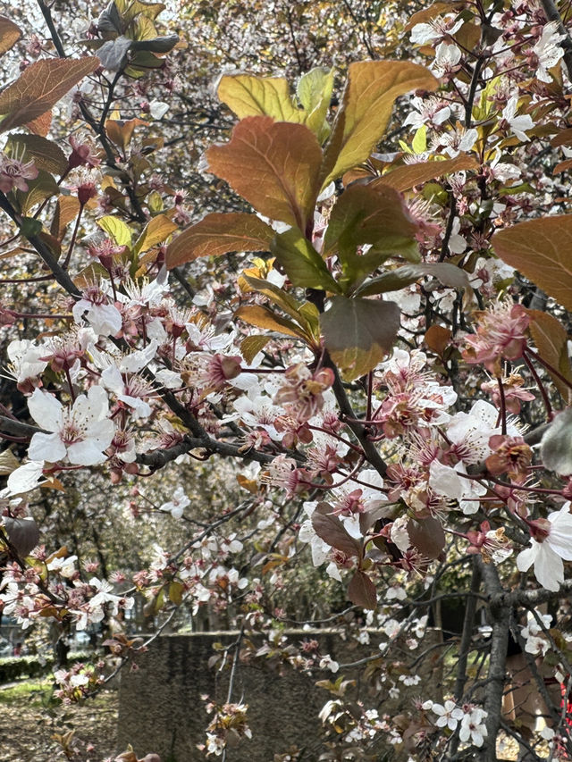 大阪西之丸庭園的櫻花夢：含苞待放的絕美瞬間 🌸✨
