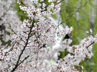 京都櫻花絕景~🌸滿開櫻花的感動「伏見十石舟」