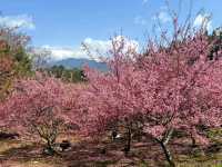福壽山千櫻園，上千株櫻花現正滿開中！