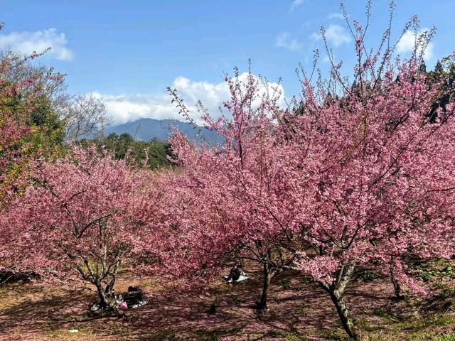 福壽山千櫻園，上千株櫻花現正滿開中！