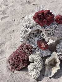 Komodo Island: A Wild Paradise of Dragons and Untouched Beauty