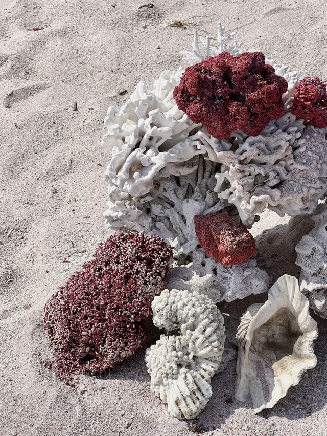 Komodo Island: A Wild Paradise of Dragons and Untouched Beauty
