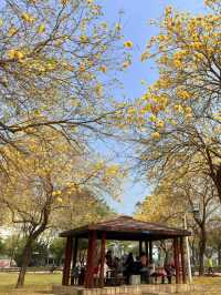 台中｜灑滿天際的金黃 台中廍子公園黃花風鈴木滿開