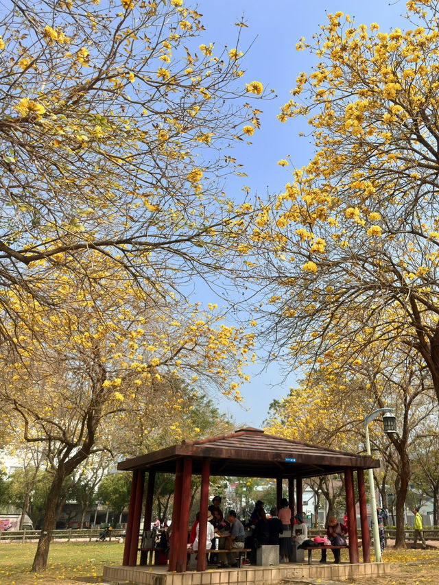 台中｜灑滿天際的金黃 台中廍子公園黃花風鈴木滿開