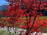 Tacheng Village: A Hidden Paradise in Yunnan’s Shangri-La