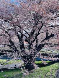 ซากุระที่ Kanonji River ฟุกุชิมะ ไม่ควรพลาด
