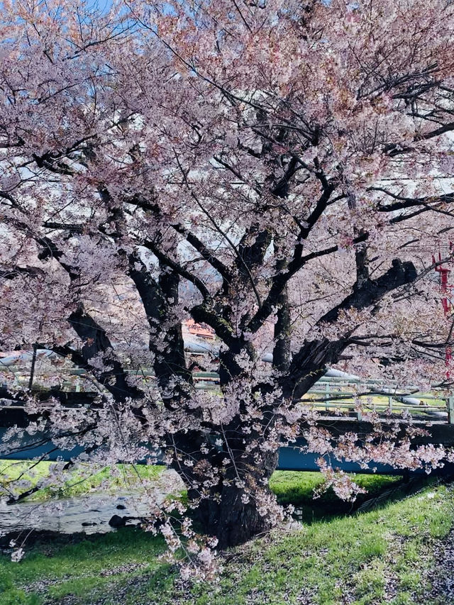 ซากุระที่ Kanonji River ฟุกุชิมะ ไม่ควรพลาด