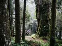 🚂🌲 阿里山小火車探險：在森林中漫步！🌳✨ 隨著火車的呼嘯聲，一起探索這片美麗的綠色世界吧！🌞🍃🌼