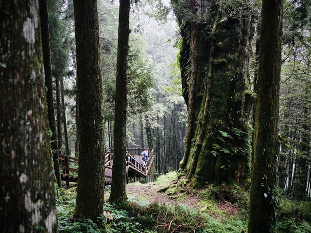 🚂🌲 阿里山小火車探險：在森林中漫步！🌳✨ 隨著火車的呼嘯聲，一起探索這片美麗的綠色世界吧！🌞🍃🌼
