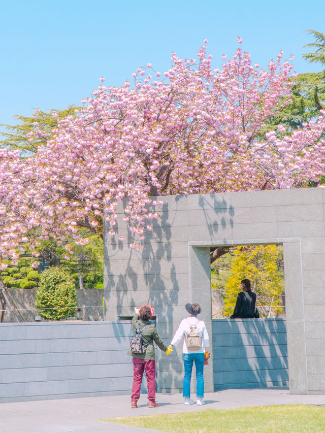 부산 겹벚꽃 데이트 명소 유엔기념공원💗