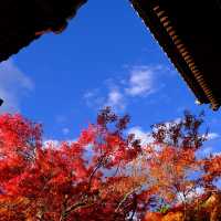 Kyoto - Eikando đừng nên bỏ qua