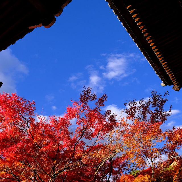 Kyoto - Eikando đừng nên bỏ qua