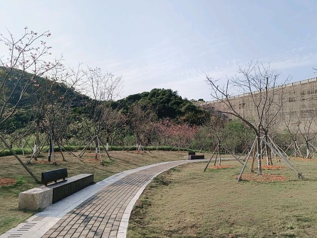 深圳賞櫻：小三洲塘南部櫻樂花谷櫻花情況