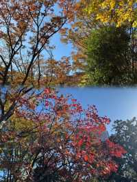 秋日的綠洲：新宿中央公園的紅葉之旅 🍂
