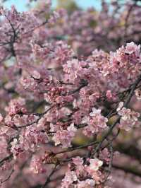 代代木公園的櫻花之美 🌸 