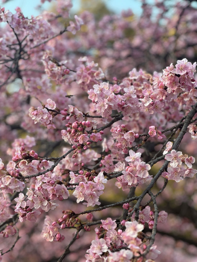 代代木公園的櫻花之美 🌸 