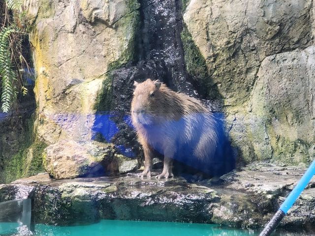 鳥羽水族館🪼蠻遠但值得一去