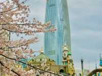 🌸 **石村湖櫻花觀賞遊覽分享** 🌸