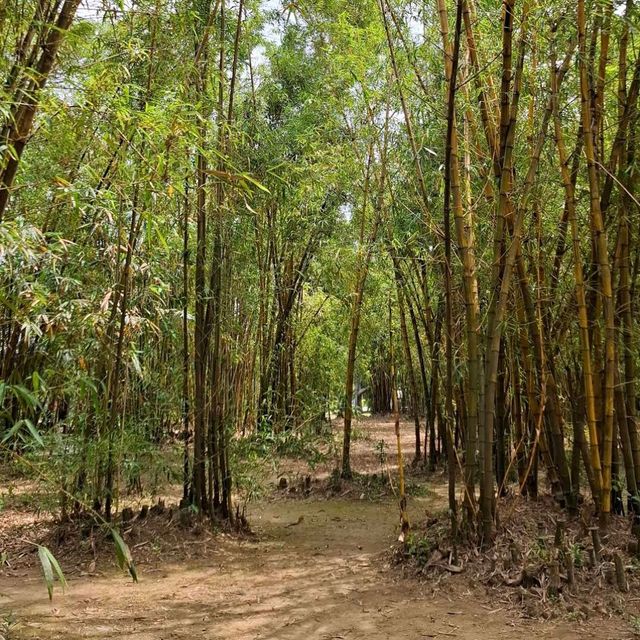 大安森林公園 (Daan Forest Park)