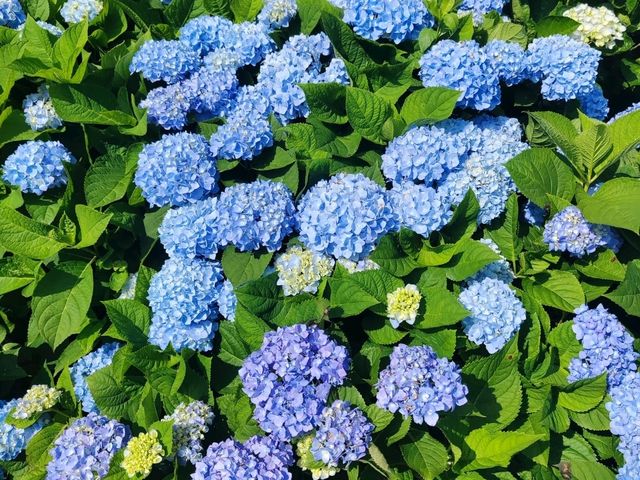萬里高家繡球花田
