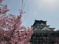 Chasing Sakura at Osaka Castle