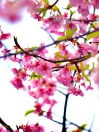 Chasing Sakura at Fushimi