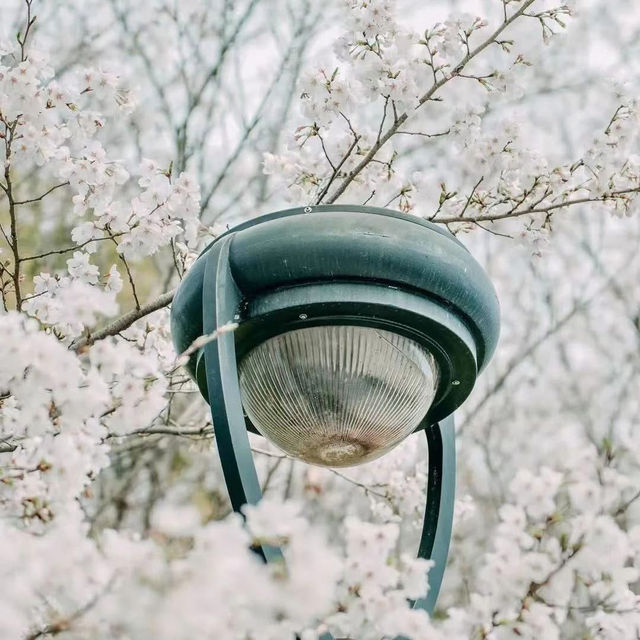 Chasing Sakura at Linhai, Zheijang Province