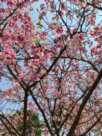 Cherry Blossom 🌸 trip to Baiyin 
