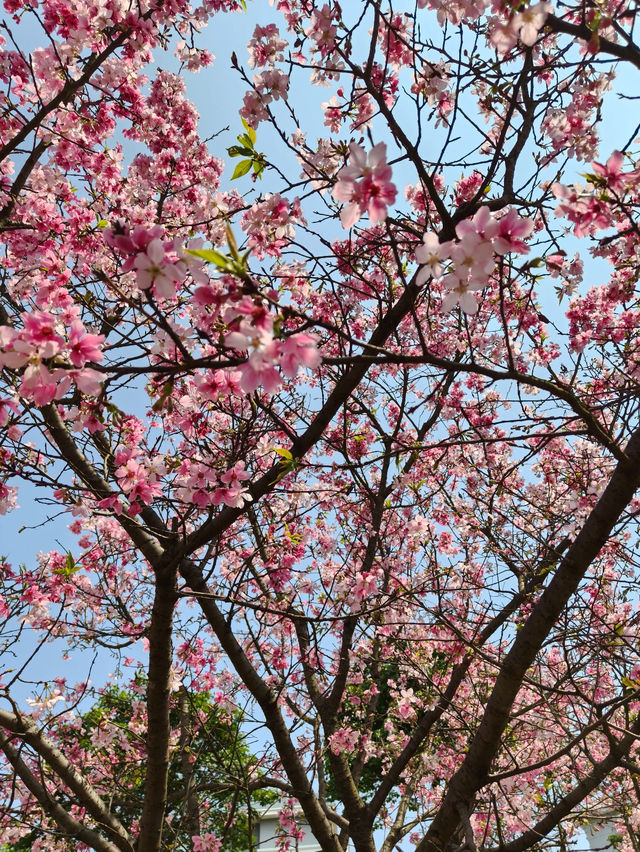 Cherry Blossom 🌸 trip to Baiyin 