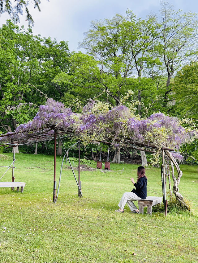 Springtime Serenity at Lake Toya🍃