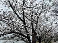 福岡駕與丁公園賞櫻美景