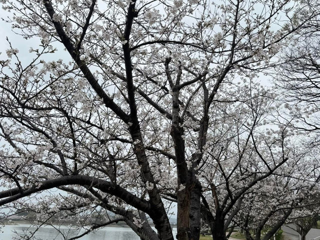 福岡駕與丁公園賞櫻美景