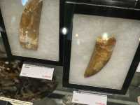 墨爾本博物館 Antopia 展覽體驗分享 🐜