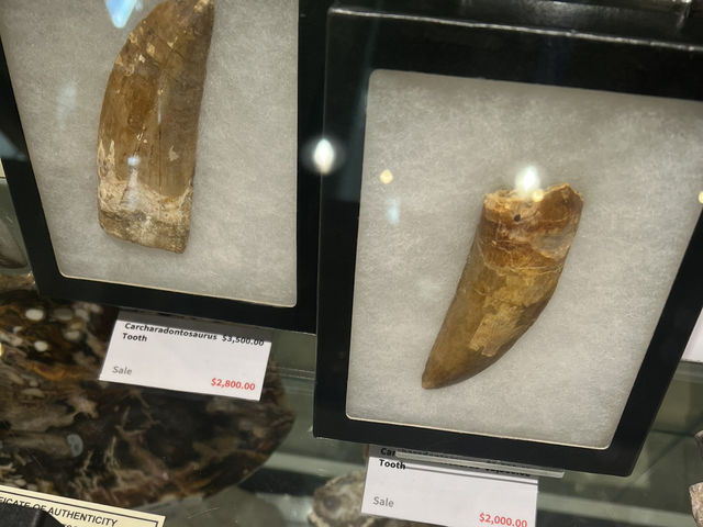 墨爾本博物館 Antopia 展覽體驗分享 🐜
