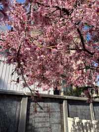 博多櫛田神社開季賞樱🌸