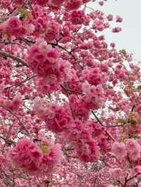 Kunming Zoo จุดชมดอกไม้บาน