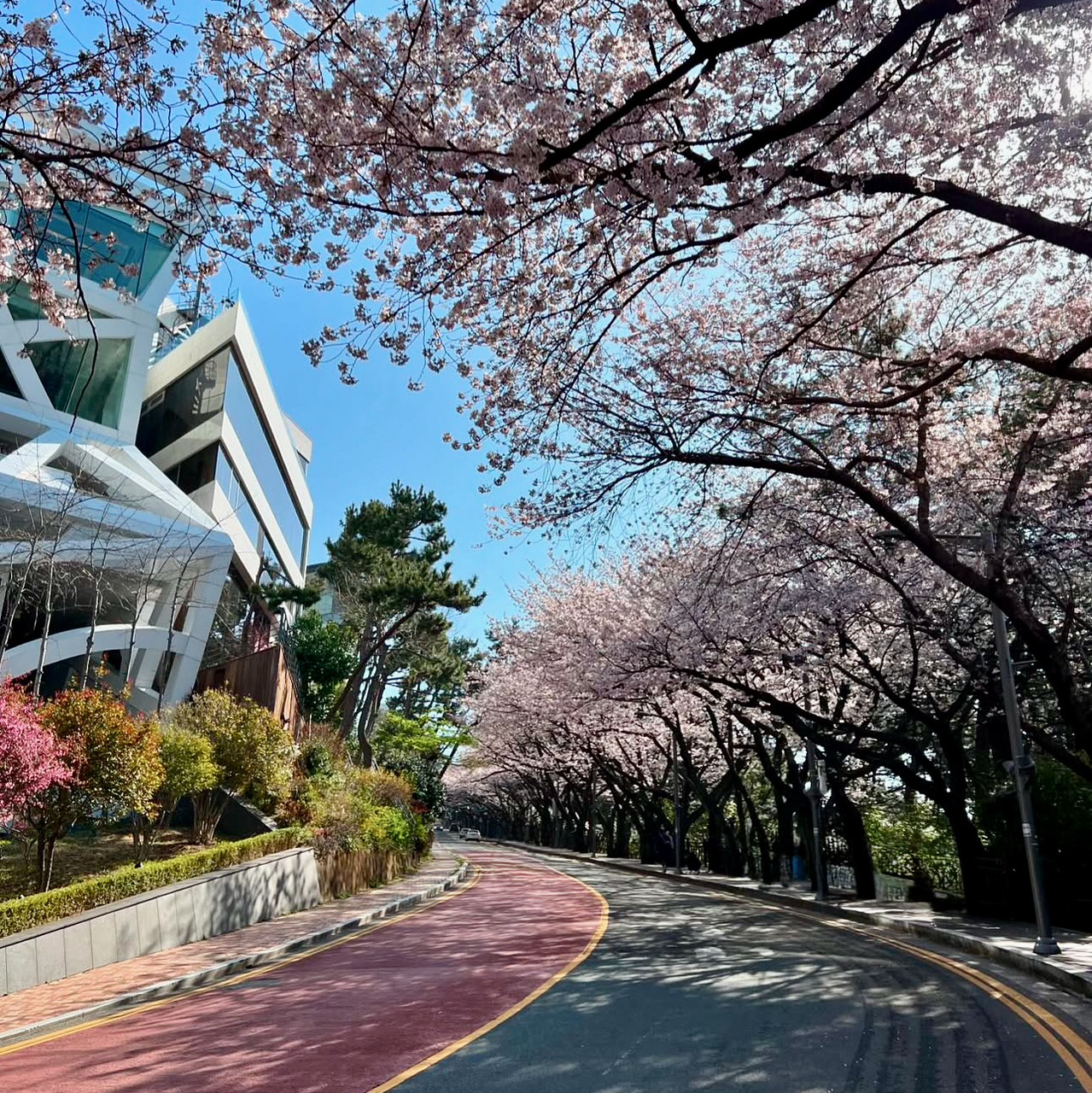 벚꽃 만개 시기 확인하러 가기