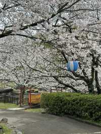 日本香川縣-賞櫻秘境「伊勢朝日山本宮」美到仙境