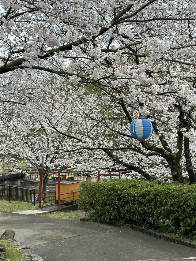 日本香川縣-賞櫻秘境「伊勢朝日山本宮」美到仙境