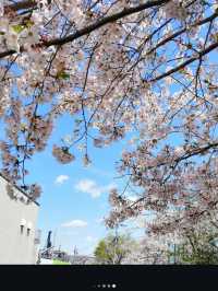 Full Bloom! Cherry Blossoms at Kunijima Water Treatment Plant