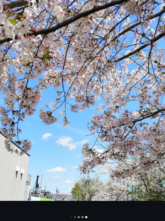 Full Bloom! Cherry Blossoms at Kunijima Water Treatment Plant