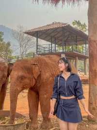 🇹🇭태국 Elephant Nature Park(ENP)에 대해 알고 있나요?🇹🇭