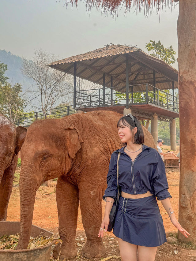 🇹🇭태국 Elephant Nature Park(ENP)에 대해 알고 있나요?🇹🇭